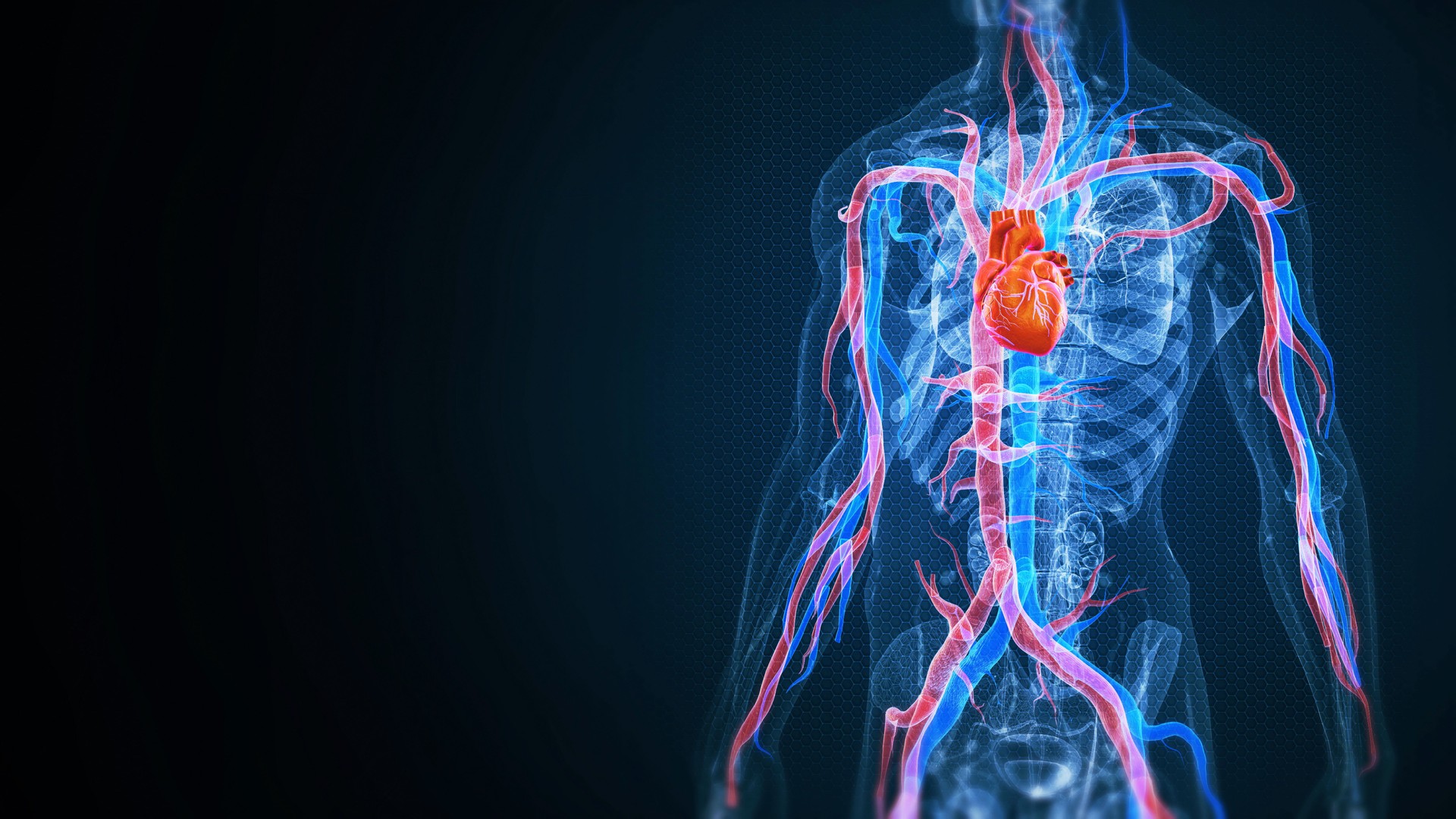 Human Heart Anatomy